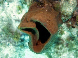 Brown Vase Sponge IMG 3151